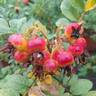 Rotes Meer rose photo