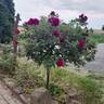 Wild Eagle rose photo