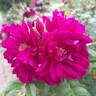 Wild Eagle rose photo