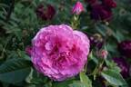 Heilige Elisabeth rose photo