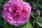 Heilige Elisabeth rose photo