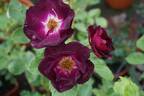 Route 66 rose photo