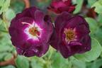 Route 66 rose photo