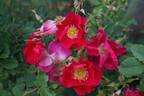 <i>Rosa arkansana</i> Porter rose photo