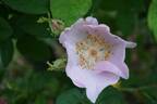 R. gallica rose photo