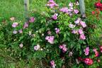 <i>Rosa recondita</i> Pugl. Synonym rose photo