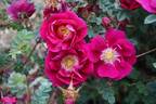 William III rose photo
