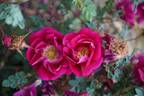 William III rose photo