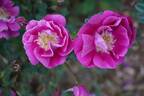 William III rose photo