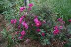 William III rose photo