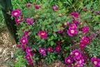 William III rose photo