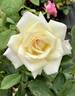French Lace rose photo