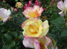 Olivier Roellinger ® rose photo