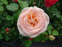Osiana ™ rose photo