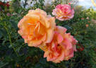 Out of Africa rose photo
