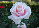Oyster Pearl rose photo