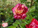 Painter's Palette rose photo
