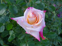 Parthenon ® rose photo