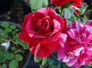 Paul Gauguin rose photo