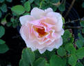 Pearlie Mae rose photo