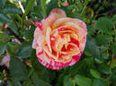 Perfume Tiger rose photo