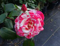Philatelie rose photo