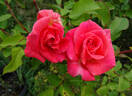 Picnic rose photo