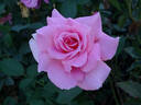 Picture rose photo
