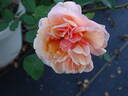 Pilar Landecho rose photo