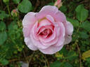 Pink French Lace rose photo