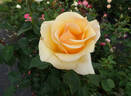 Poetry in Motion rose photo
