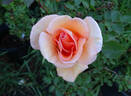 Prairie Sunrise rose photo