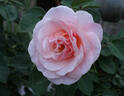 Pretty Lady ™ rose photo