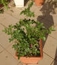 Luis Brinas rose photo