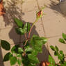 Luis Brinas rose photo