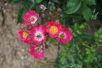 Bashful rose photo