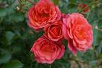 Mandarin rose photo