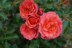 Mandarin rose photo