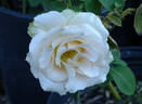 Quicksand rose photo