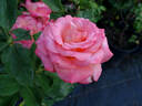 Rejoice rose photo
