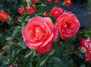 Robert Clements rose photo