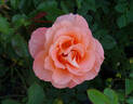 Rosemary Harkness rose photo