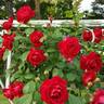 Brindabella Red Empress™ rose photo