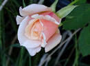 Serendipity rose photo