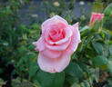 Sheer Joy rose photo