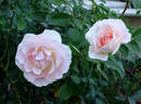 Sherlock Holmes rose photo
