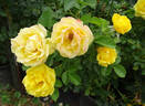 Shockwave™ rose photo