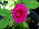 Silk Hat ™ rose photo