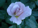 Silver Cloud rose photo