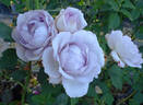 Silver Lining ™ rose photo